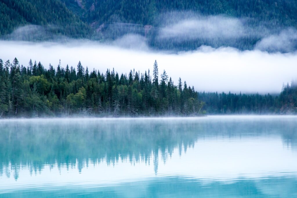 A misty forest next to water