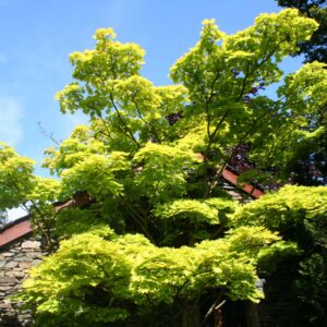 Large green Acer next to a garage
