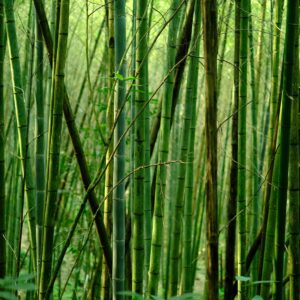 Bamboo forest