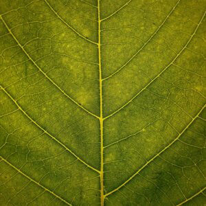 Close up a green leaf with yellow veins