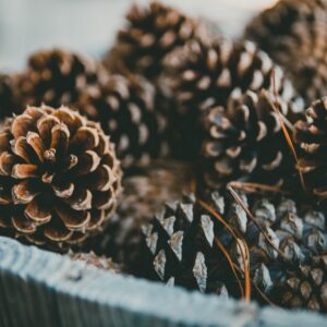Pine cones in a bowl