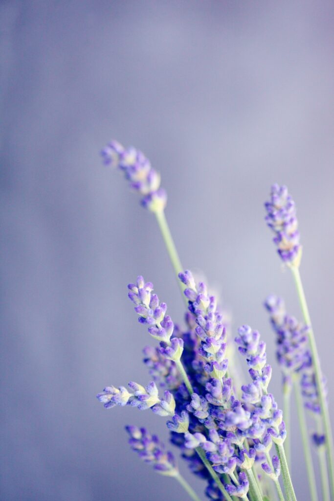 A close up of Lavender