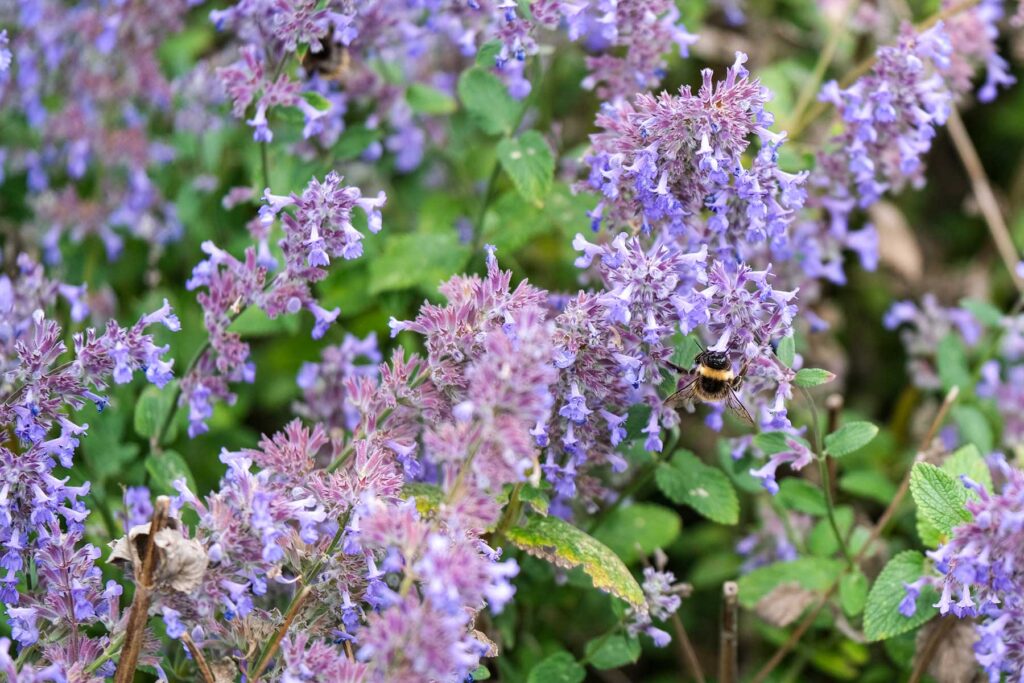 Catmint with a bee on it