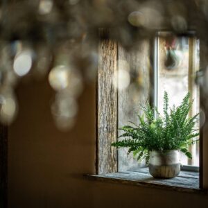 The view of a barn siding wood clad window with an indoor fern on the barn siding window board of a biophilic designed dining room